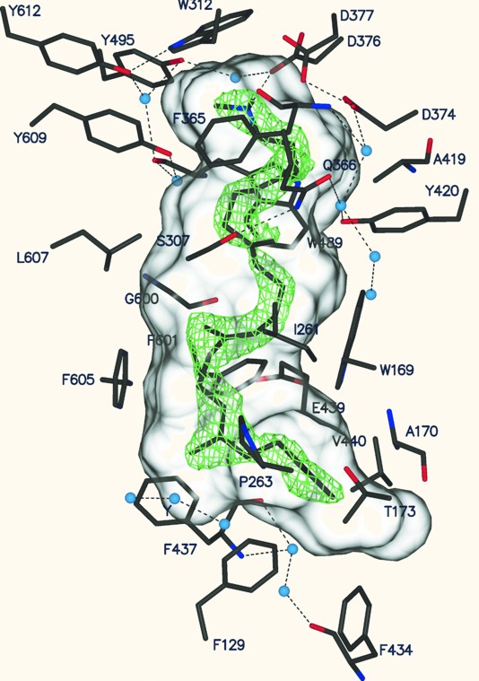 Inhibitor 2-Azasqualene in Subunit B of squalene-hopene cyclase