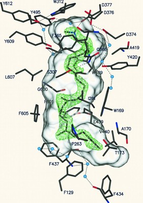 Inhibitor 2-Azasqualene in Subunit B of squalene-hopene cyclase