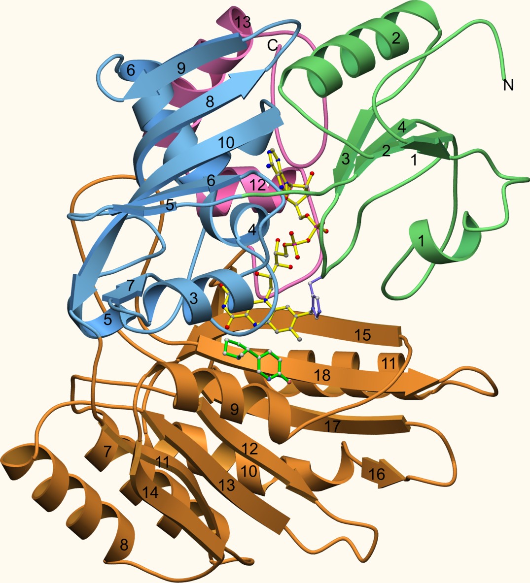 Crystal Structure of 6-Hydroxy-D-nicotine Oxidase 