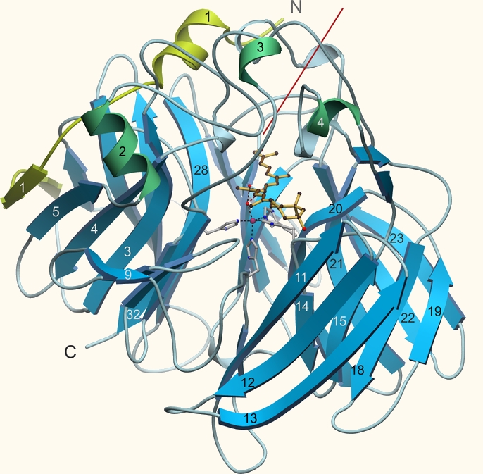 The structure of a retinal-forming carotenoid oxygenase