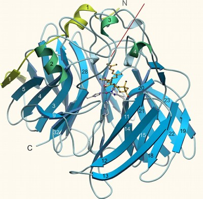 The structure of a retinal-forming carotenoid oxygenase